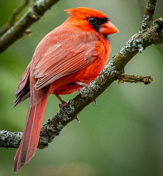 a male northern cardinal perched on a branch