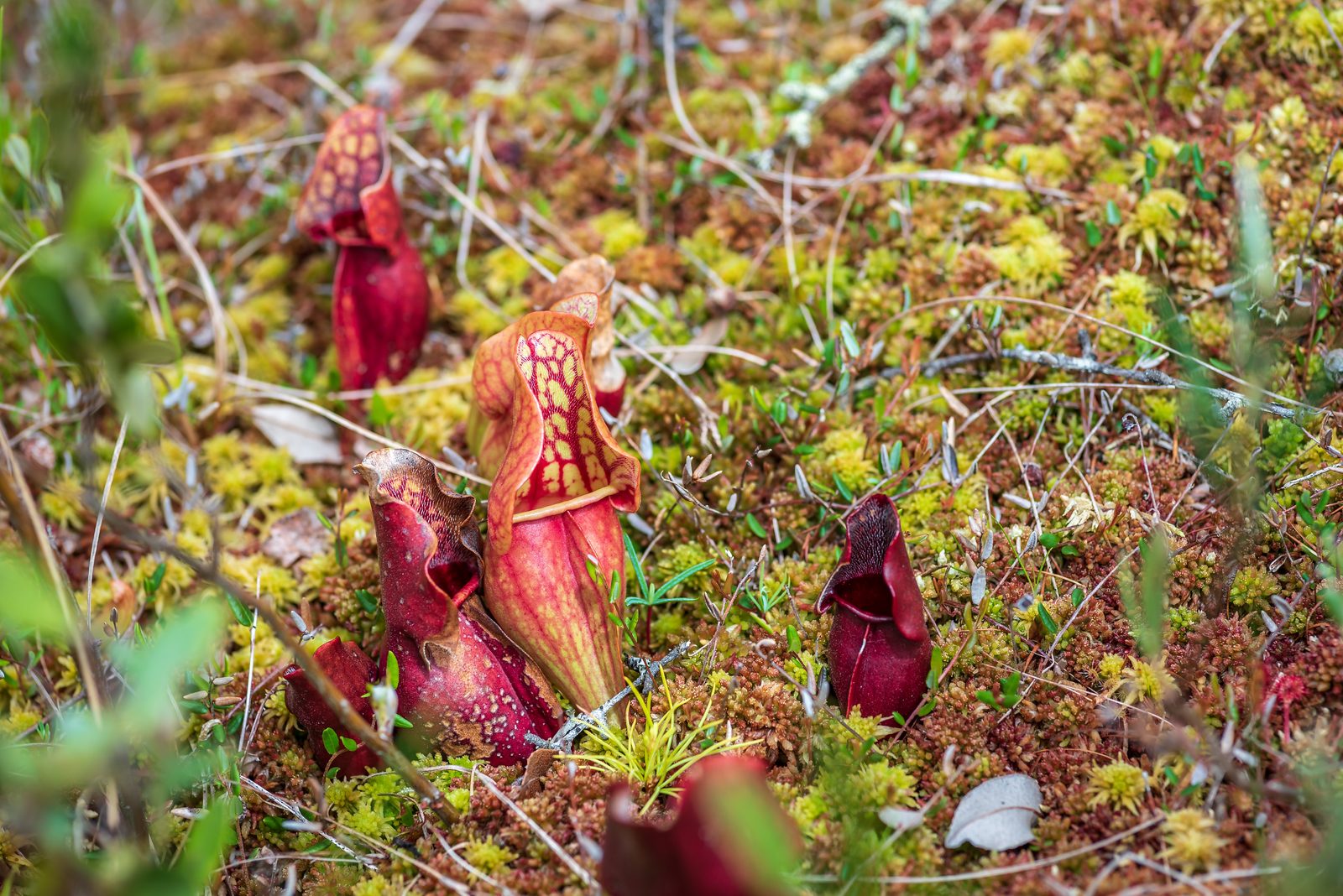 close up of a pitcher plant