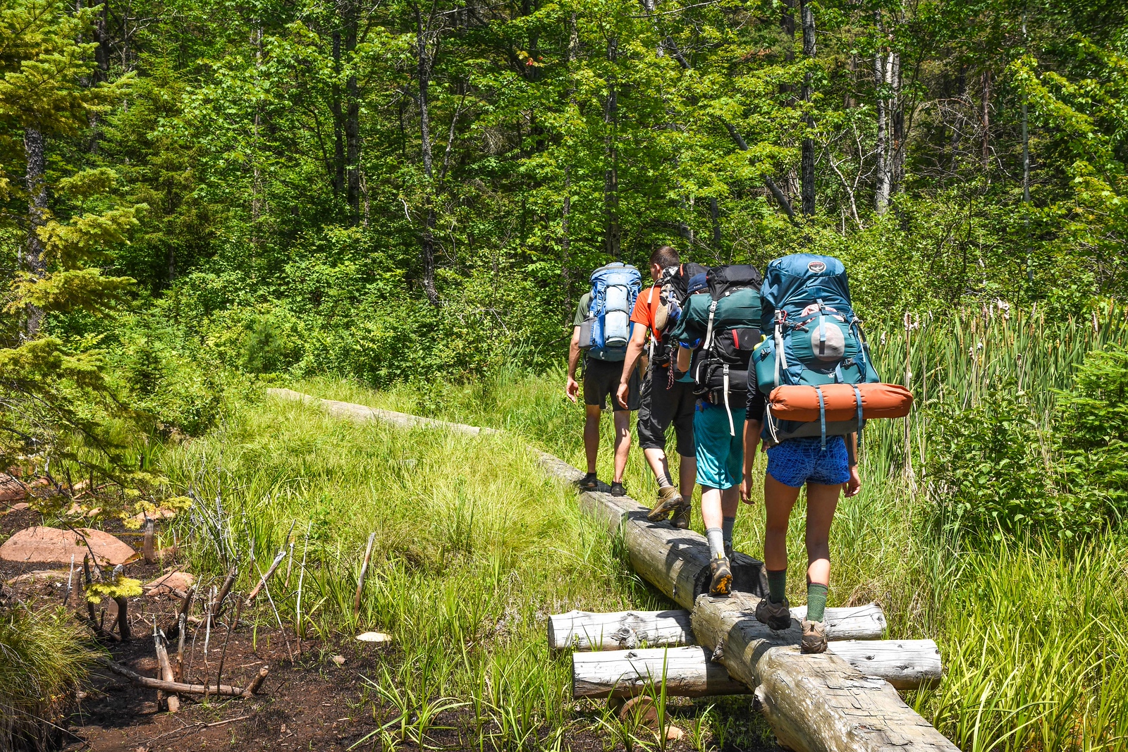 a group walks single file along a log bridge in the woods