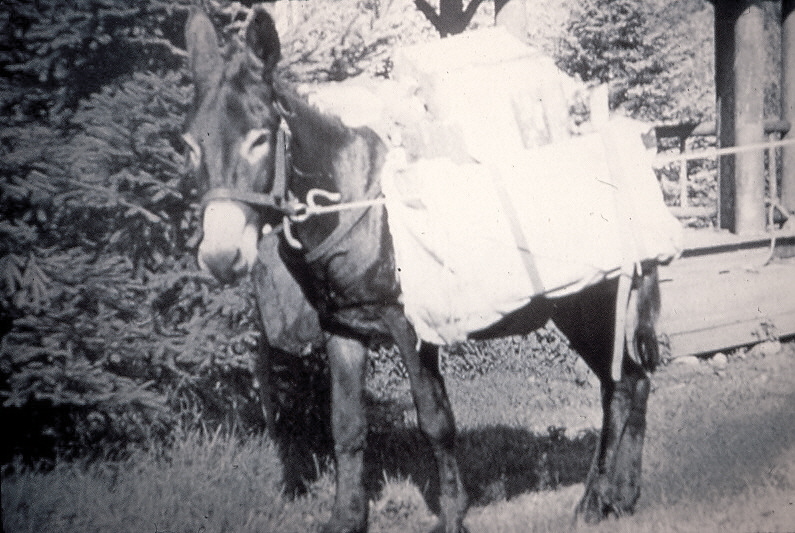 black and white photo of Nubbins the donkey
